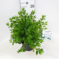 Rhododendron (AJ) 'Mémé'