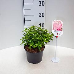 Rhododendron (AJ) 'Mad. van Hecke'