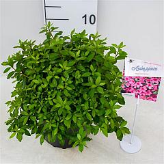 Rhododendron (AJ) 'Mad. van Hecke'