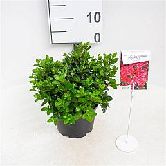 Rhododendron (AJ) 'Maruschka'