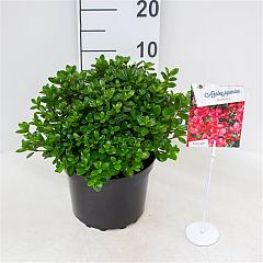 Rhododendron (AJ) 'Maruschka'