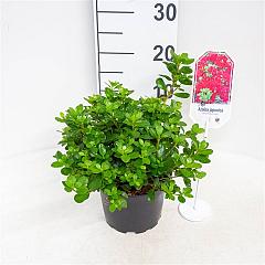 Rhododendron (AJ) 'Moederkensdag'