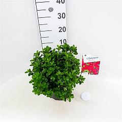 Rhododendron (AJ) 'Moederkensdag'