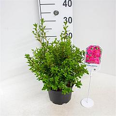 Rhododendron (AJ) 'Momoko'