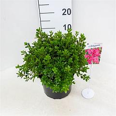 Rhododendron (AJ) 'Momoko'