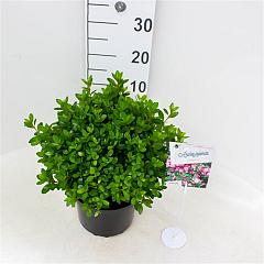 Rhododendron (AJ) 'Peggy Ann'