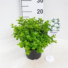 Rhododendron (AJ) 'Pleasant White'