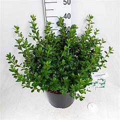 Rhododendron (AJ) 'Pleasant White'