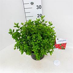 Rhododendron (AJ) 'Radja'