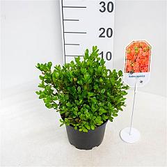 Rhododendron (AJ) 'Rex'