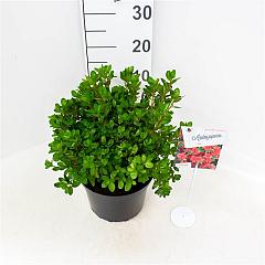 Rhododendron (AJ) 'Rex'