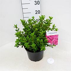 Rhododendron (AJ) 'Silvester'