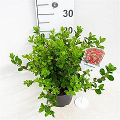 Rhododendron (AJ) 'Stewartstonian'