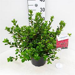 Rhododendron (AJ) 'Stewartstonian'