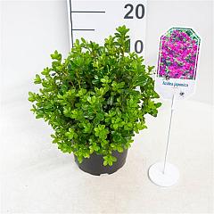 Rhododendron (AJ) 'Takako'