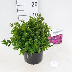 Rhododendron (AJ) 'Takako'