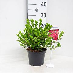 Rhododendron (AJ) 'Toreador'