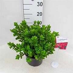 Rhododendron (AJ) 'Toreador'