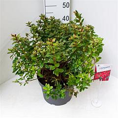 Rhododendron (AJ) 'Toreador'