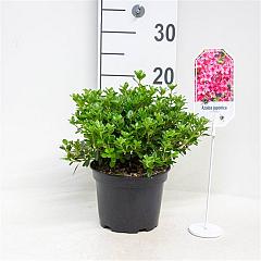 Rhododendron (AJ) 'Vera Maja'