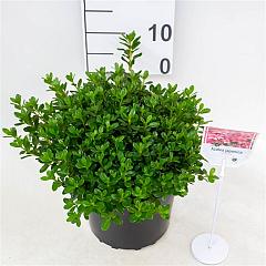 Rhododendron (AJ) 'Vera Maja'