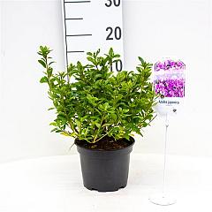 Rhododendron (AJ) 'Violetta'