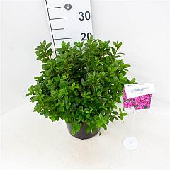 Rhododendron (AJ) 'Violetta'