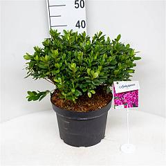 Rhododendron (AJ) 'Violetta'