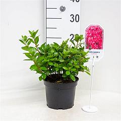 Rhododendron (AJ) 'Vuyk's Scarlet'