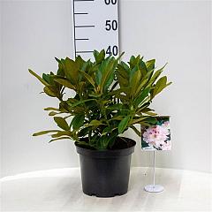 Rhododendron (C) 'Christmas Cheer'