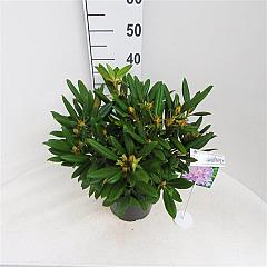 Rhododendron (Y) 'Carol. Allbrook'
