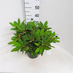 Rhododendron (Y) 'Doc'