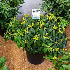 Rhododendron (Y) 'Percy Wiseman'