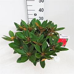 Rhododendron (Y) 'Vollblutt'