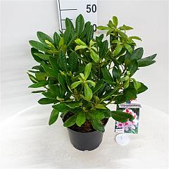 Rhododendron 'Belami'
