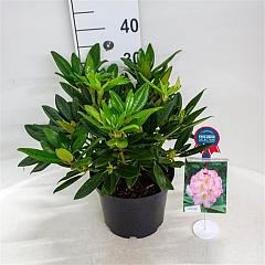 Rhododendron 'Brigitte'