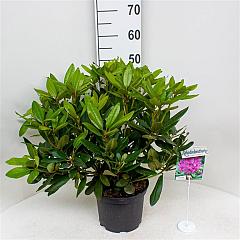 Rhododendron 'Catawb. Boursault'