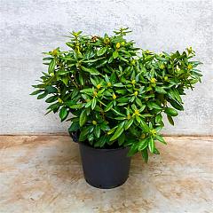 Rhododendron 'Cosmopolitan'