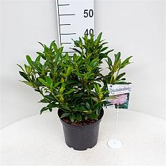 Rhododendron 'Cunningham's Blush'