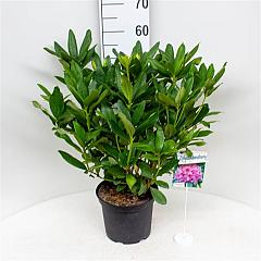 Rhododendron 'Delta'