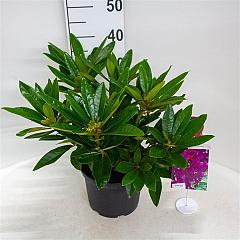 Rhododendron 'Dramatic Dark' ®