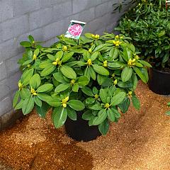 Rhododendron 'Germania'