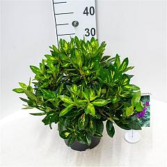 Rhododendron 'Goldflimmer'