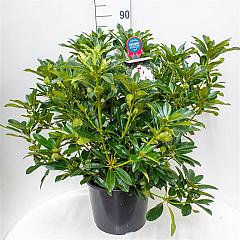 Rhododendron 'Graffito'