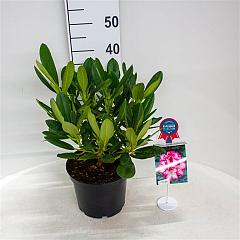 Rhododendron 'Hachmann's Charmant'