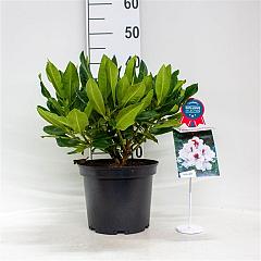Rhododendron Hachmann's Picobello