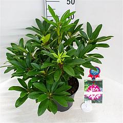 Rhododendron 'Hans Hachmann'
