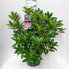 Rhododendron 'Hans Hachmann'