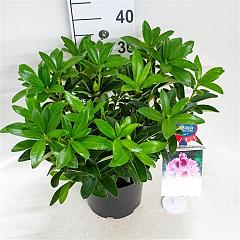 Rhododendron 'Helen Martin'