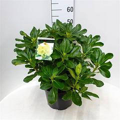 Rhododendron 'Horizon Monarch'